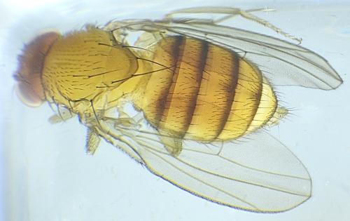 Drosophila suzukii